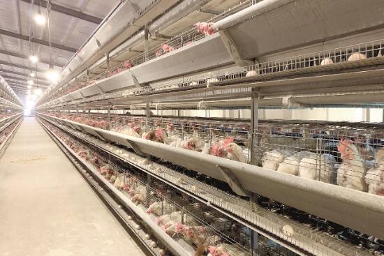 養(yǎng)豬養(yǎng)雞等養(yǎng)殖場安裝溫濕度傳感器有什么作用