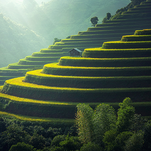 恒歌農(nóng)業(yè)溫濕度物聯(lián)網(wǎng)監(jiān)控系統(tǒng)，讓你真正的“種菜自由”！