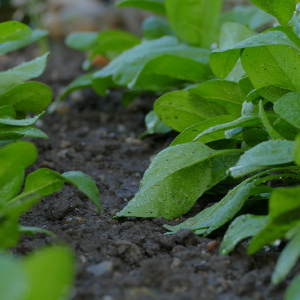 spinach-3368253_1920